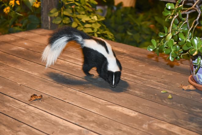 Deck Dwellers How to Safely Remove Skunks from Under Your Deck