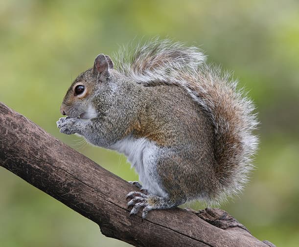 Guarding Your Space Preventing Squirrel Damage in Your Attic