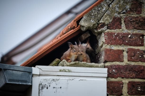 How To Raccoon And Squirrel Proof Your Attic