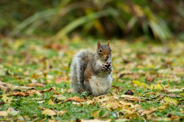 Humane Squirrel Removal Safeguarding Your Home and the Critters