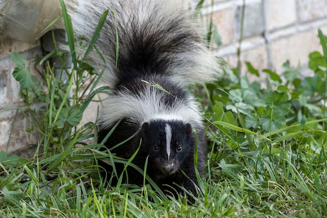 Living with Skunks Coexistence Strategies for Urban Homeowners