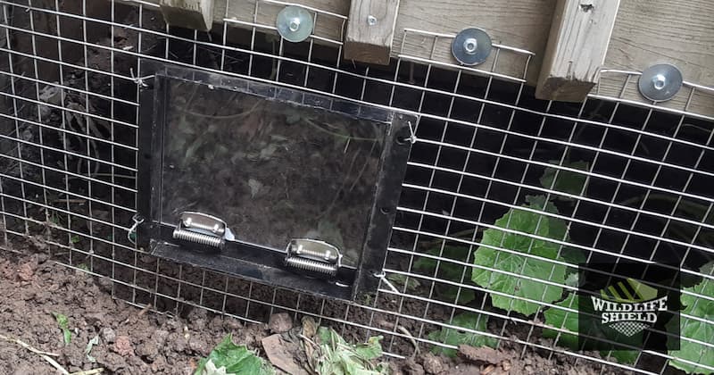 Proactive Solutions Preventing Raccoon Invasion Under Your Deck