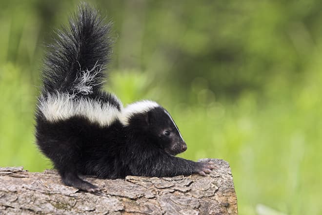 Professional Skunk Removal The Safe and Effective Solution