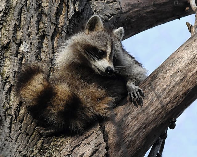 Raccoon Home Invasion Signs You Need Professional Removal