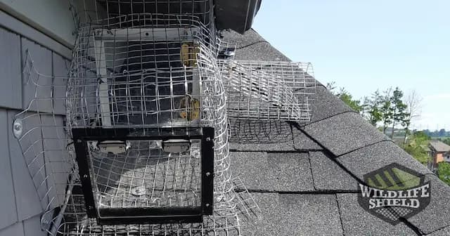 Raccoon Proofing Your Property Strategies for Long Term Prevention