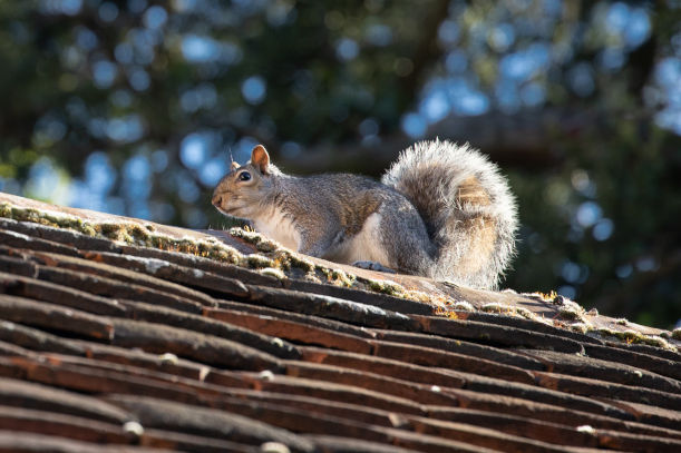 Safeguarding Your Attic Benefits of Expert Squirrel Removal