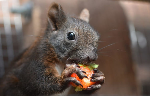 Silencing the Squirrel Symphony Removing Noisy Attic Intruders