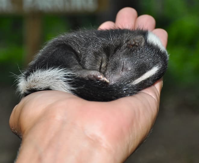 Skunk Babies in Your Yard What You Need to Know