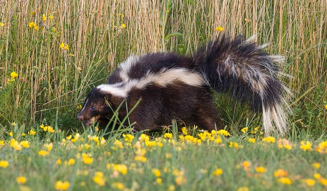 Skunk Problems Call the Experts The Benefits of Professional Removal