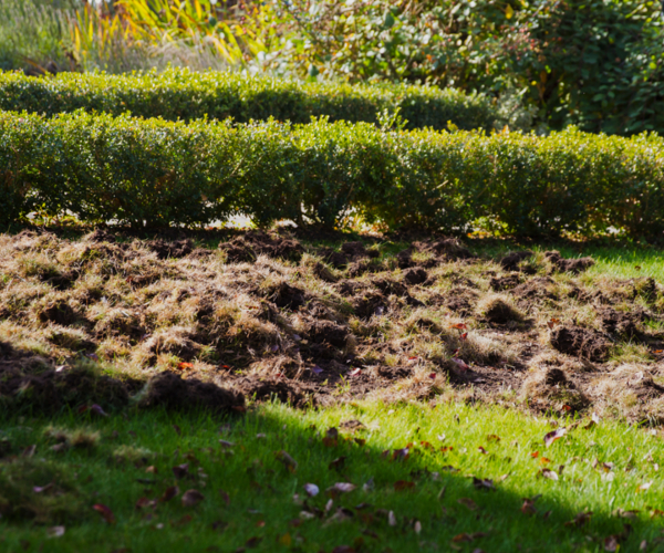 Skunk Proofing Your Property Tips for Preventing Infestations