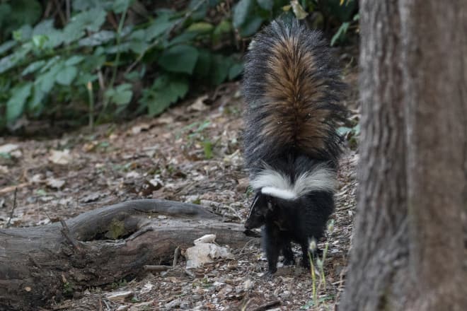 Skunks and Health Risks Beyond the Spray