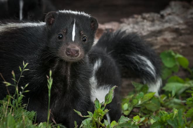 Skunks in the City Understanding the Urban Skunk Pest Problem