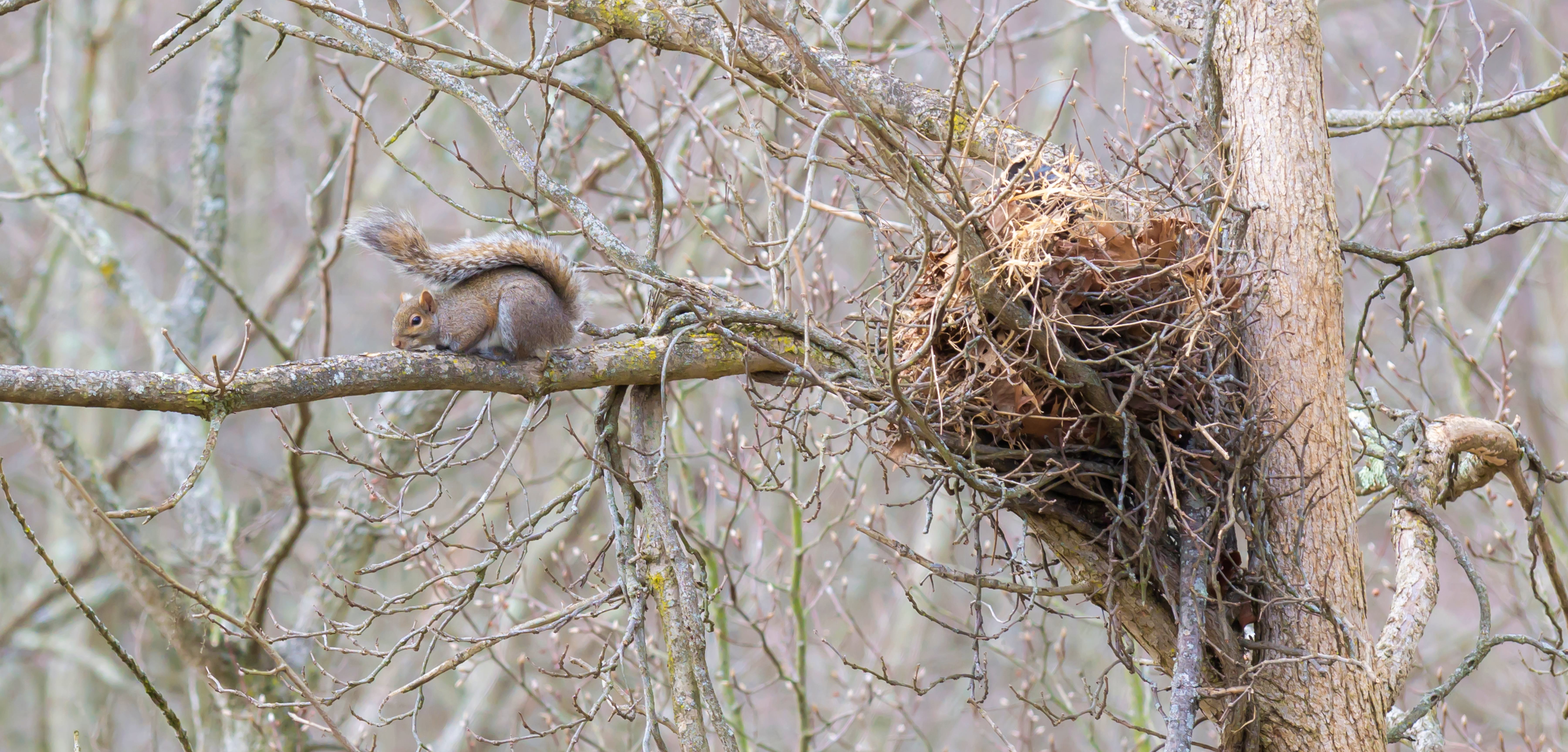 Squirrel Baby Season What to Do if You Have Squirrel Babies In Your Attic