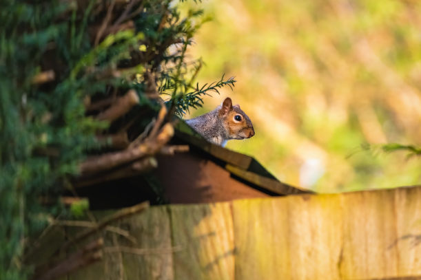 Squirrel Proofing Your Home Tips for a Peaceful Attic