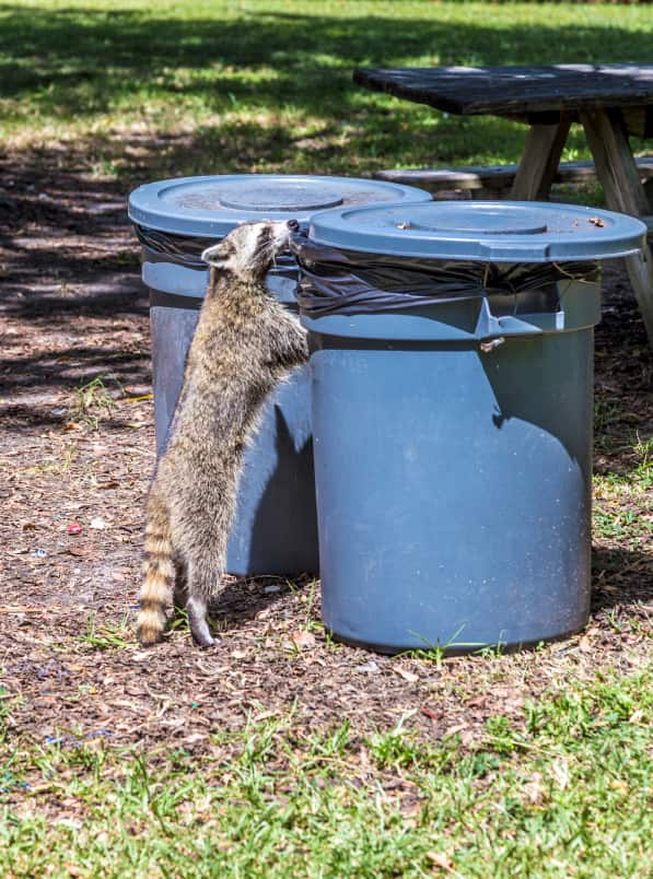 Strategies for Keeping Raccoons Out of Your Trash And Green Bin