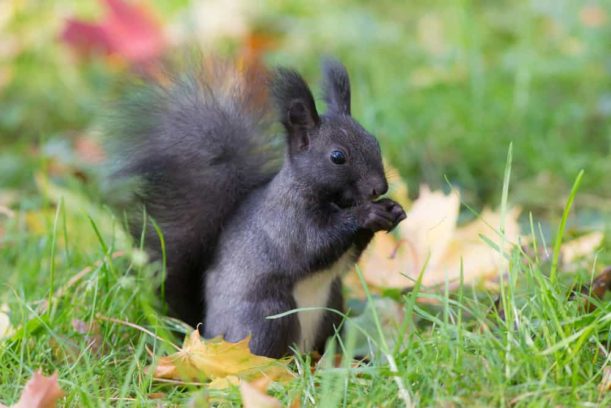 Surviving Squirrelgeddon Common Ways Squirrels Infiltrate Attics