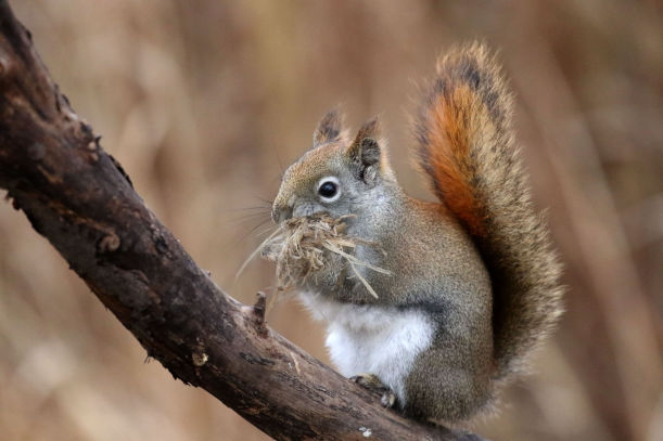 Tales from the Attic What Lures Squirrels into Your Attic Space