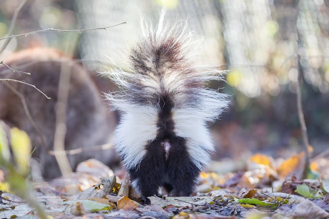 The Notorious Skunk Spray What to Do When You Get Sprayed