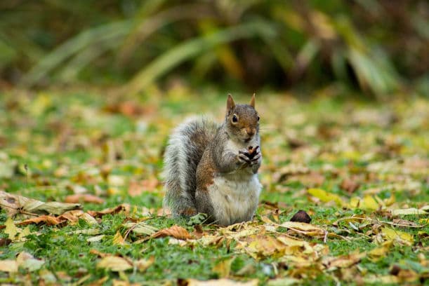 The Silent Invaders Signs of a Squirrel Infestation in Your Attic