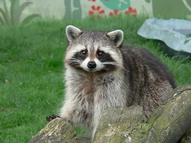 Urban Warriors The Role of Raccoon Removal Experts