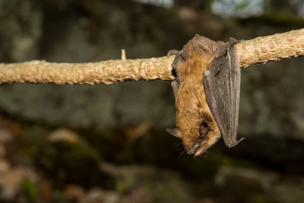 big brown bat handing on the tree branch