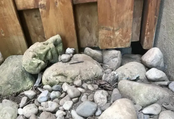 skunk entry point under deck.webp