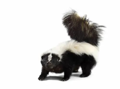 skunk removal newmarket